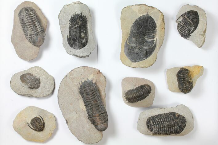 Lot: Assorted Devonian Trilobites - Pieces #119717